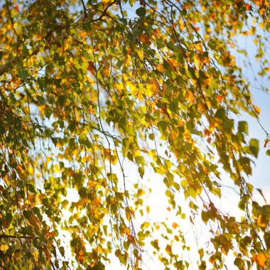 Mavi gökyüzü güneşli bir sonbahar içinde açık görüş karşı sonbaharın sarı yaprakları ile bir kaltak ağacının.