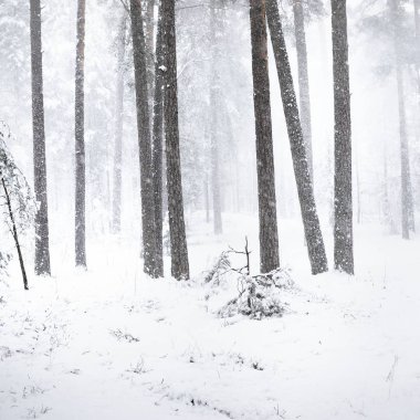 Letonya taze yağan kar kış ormanı görünümünü
