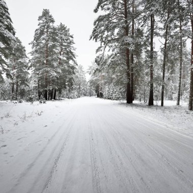 Letonya taze kar tabakası altında asfaltsız kış orman yolu