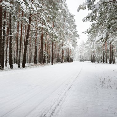 Letonya taze kar tabakası altında asfaltsız kış orman yolu