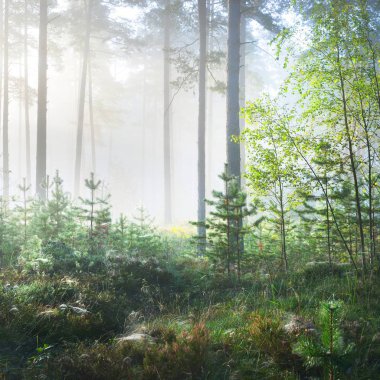 Letonya yaprak döken orman sisli gündoğumu.