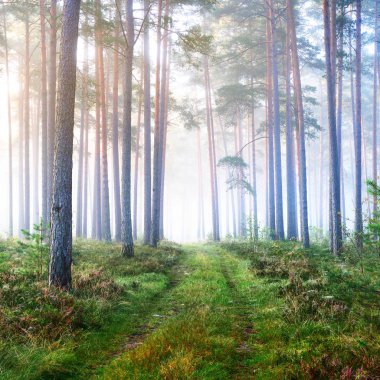 Bir yol ve Letonya yaprak döken orman sisli gündoğumu.