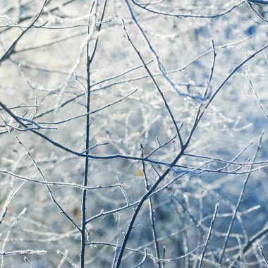 gündoğumu ışıkta ormandaki ağaçlar buzlu