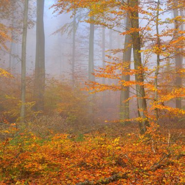 Kayın ağacı ormanında gizemli bir sabah sisi. Sarı ve turuncu yapraklı sonbahar ağaçları. Heidelberg, Almanya