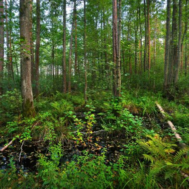 Orman bataklık duckweed (Lemna) bitkilerle kaplı