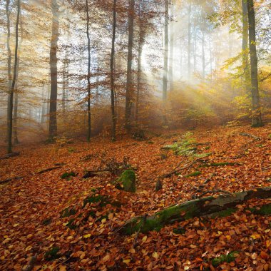 Kayın ağacı ormanında gizemli bir sabah sisi. Sarı ve turuncu yapraklı sonbahar ağaçları. Heidelberg, Almanya