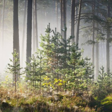 Letonya yaprak döken orman sisli gündoğumu.