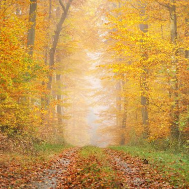 Gizemli sabah sis bir güzel kayın ağacı orman içinde. Sarı ve turuncu yaprakları ile sonbahar ağaçları ile orman yolu. Heidelberg, Almanya