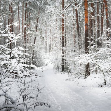 Letonya kar kalın tabaka altında kış orman yolundaki