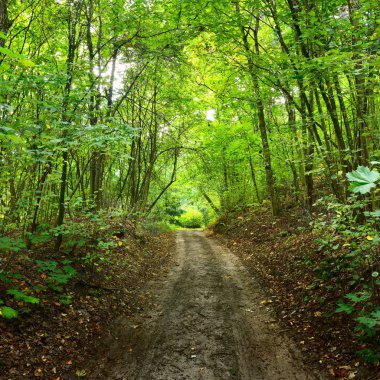 Yolda bir erken sonbahar yaprak döken orman Letonya.