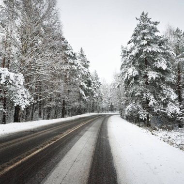 Letonya karla kaplı bir ormandaki eğri asfalt yol