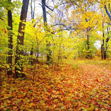 Eski bir park sonbahar sokakta. Riga, Letonya.