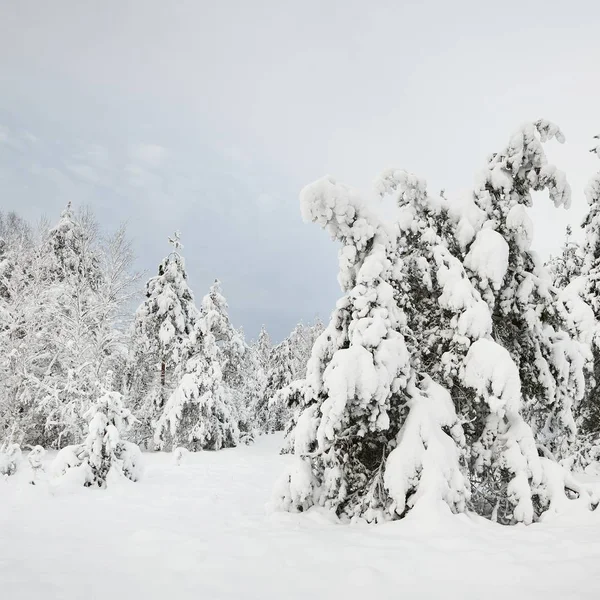 Vista Panoramica Degli Alberi Innevati Inverno — Foto Stock