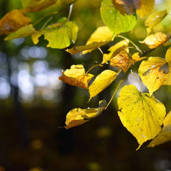 Huş Ağacı Üzerinde Sarı Sonbahar Yaprak Yakın Çekim — Stok fotoğraf