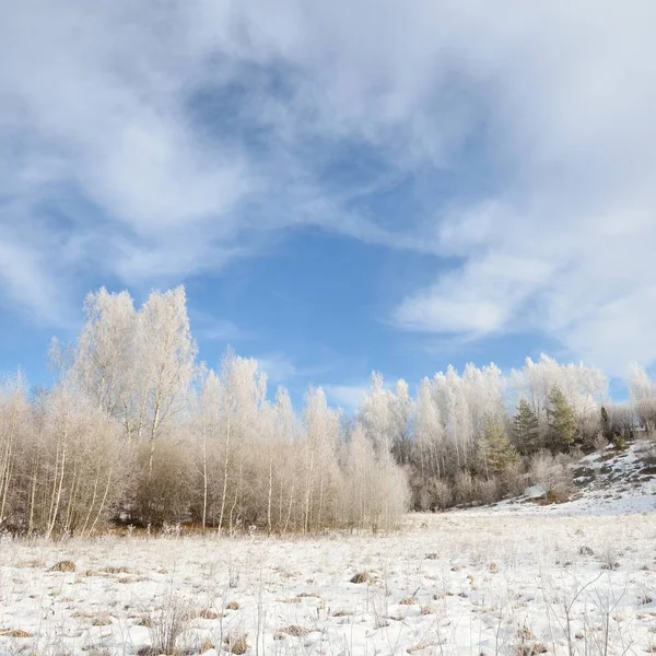 Björkskogen Trädet Täckt Med Snö Och Rimfrost Vinter Ryska Landsbygden — Stockfoto