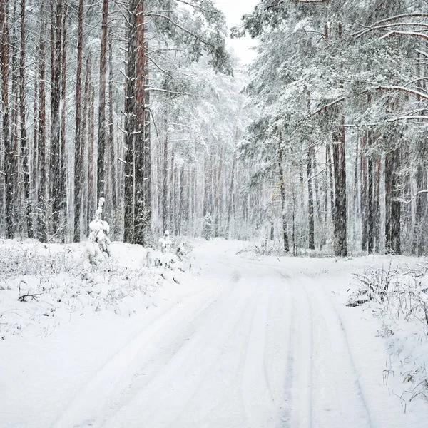 冬の森で道雪降雪下での対象 — ストック写真