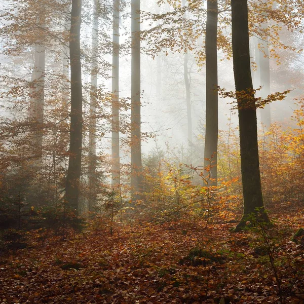 Mysterious morning fog in a beautiful beech tree forest. Autumn trees with yellow and orange foliage. Heidelberg, Germany