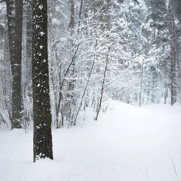 Sentier Dans Une Forêt Hiver Sous Une Épaisse Couche Neige — Photo