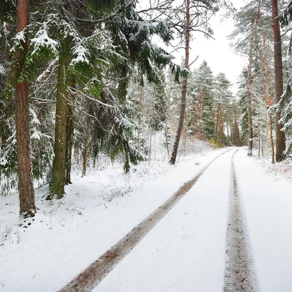 Den Första Snön Liten Skogsväg November Estland Baltikum — Stockfoto