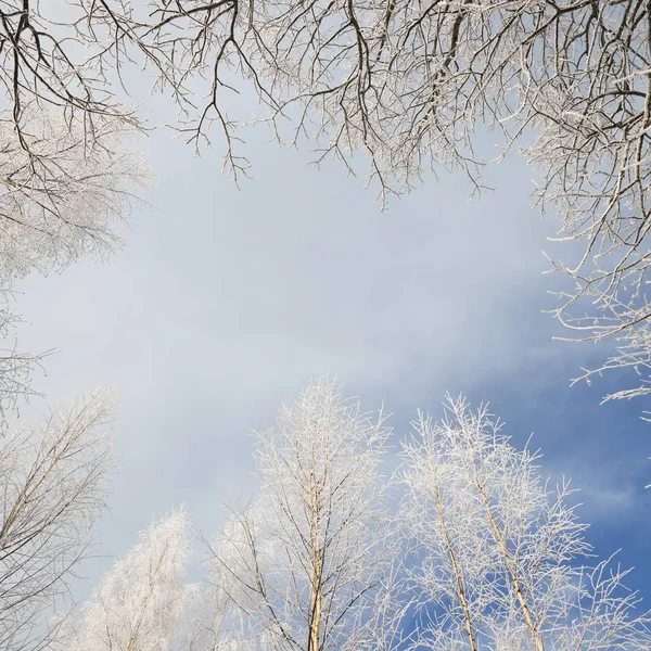 Árvores Cobertas Neve Rima Formando Uma Moldura Contra Céu Azul — Fotografia de Stock