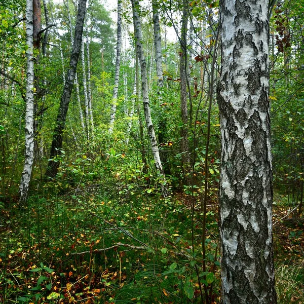 Forêt Décidue Début Automne Lettonie — Photo