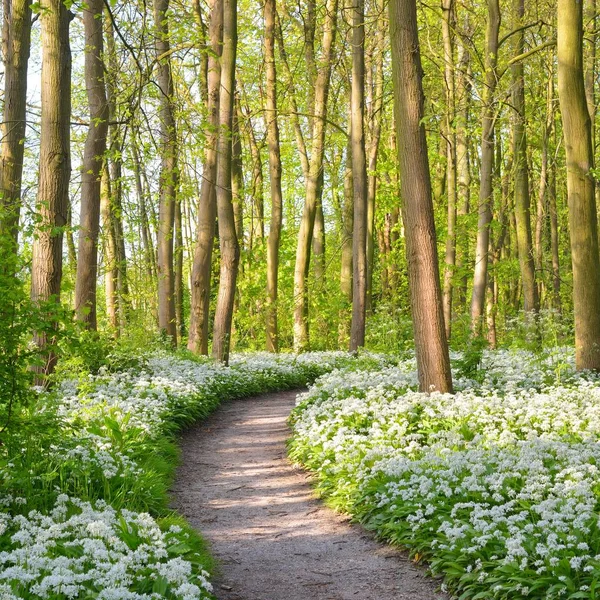 Pathway Door Het Bos Park Bloeiende Wilde Knoflook Allium Ursinum — Stockfoto