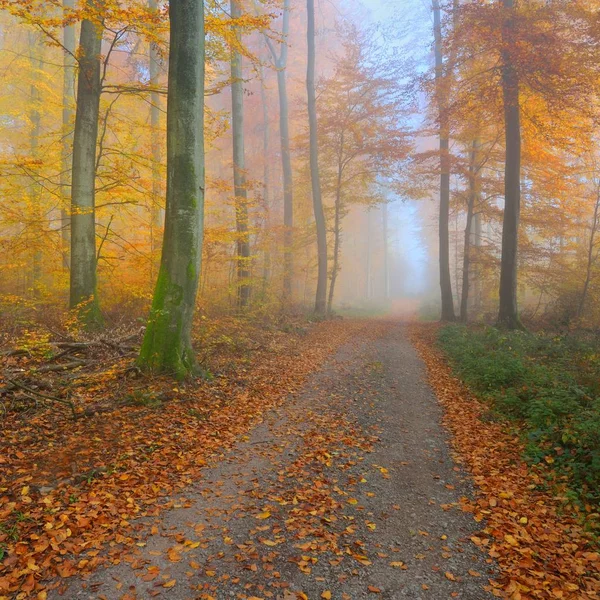 Misterioso Nevoeiro Manhã Uma Bela Floresta Faia Estrada Florestal Com — Fotografia de Stock