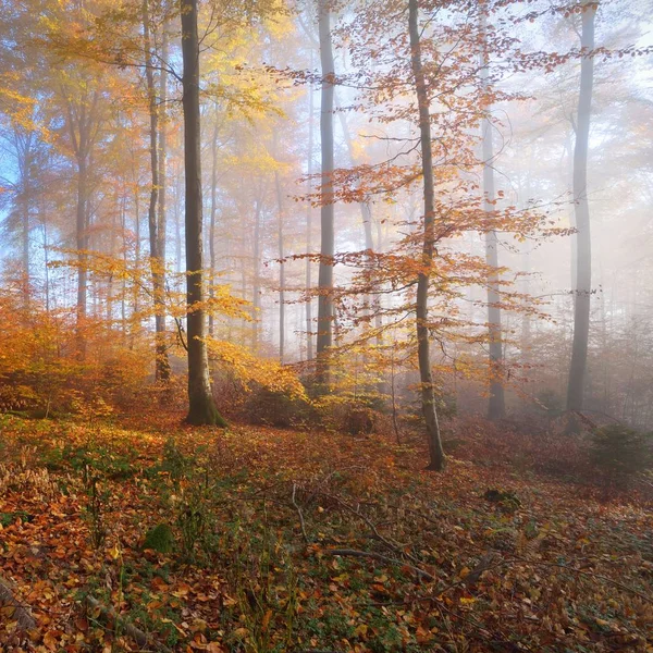Mysterieuze Ochtendmist Een Prachtig Beukenbos Herfstbomen Met Geel Oranje Blad — Stockfoto