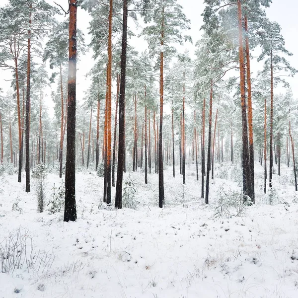 Forêt Pins Enneigés Par Une Journée Ensoleillée Lettonie — Photo