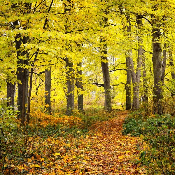 Vicolo Autunno Vecchio Parco Riga Lettonia — Foto Stock