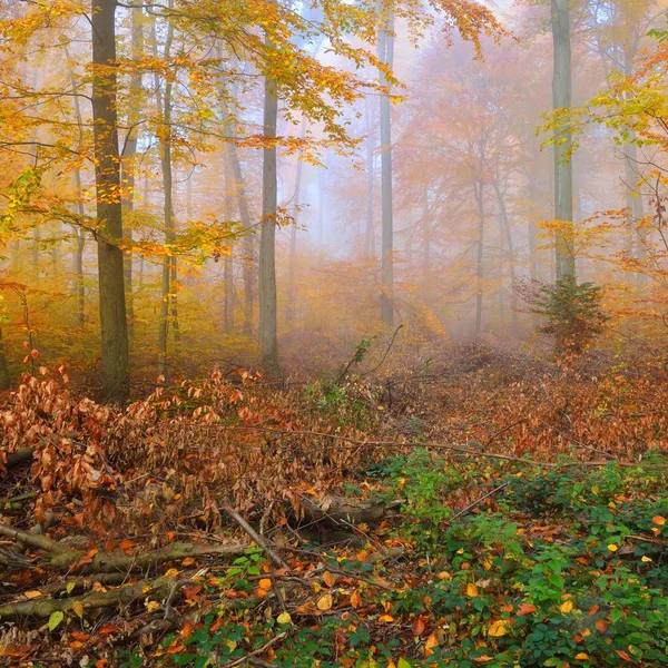 Misteriosa Niebla Matutina Hermoso Bosque Hayas Árboles Otoñales Con Follaje — Foto de Stock