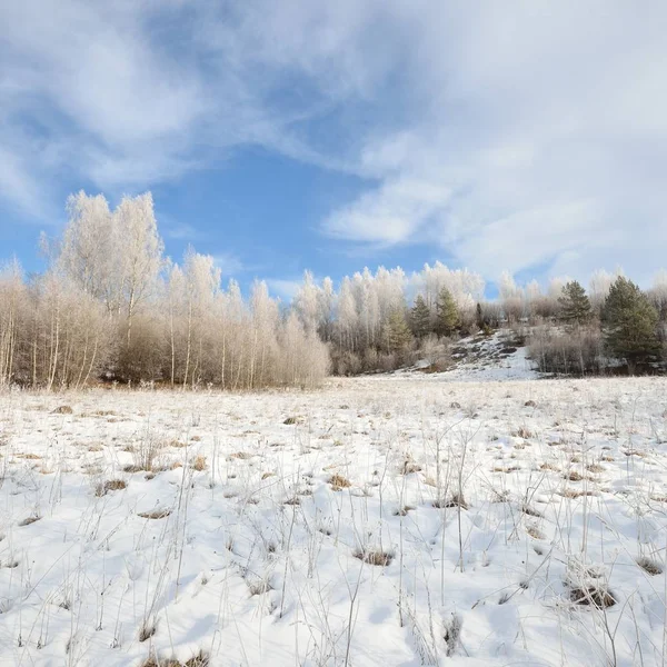 Björkskogen Trädet Täckt Med Snö Och Rimfrost Vinter Ryska Landsbygden — Stockfoto