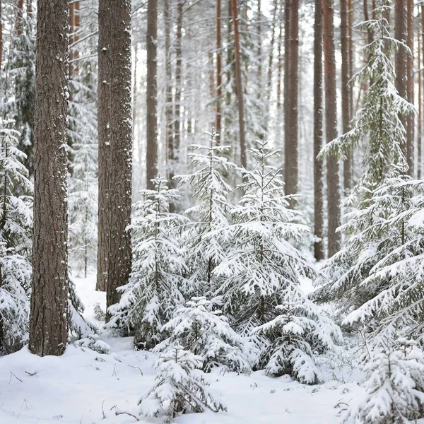 ロシアで晴れた冬の日に Snowcovered パイン木の森 — ストック写真