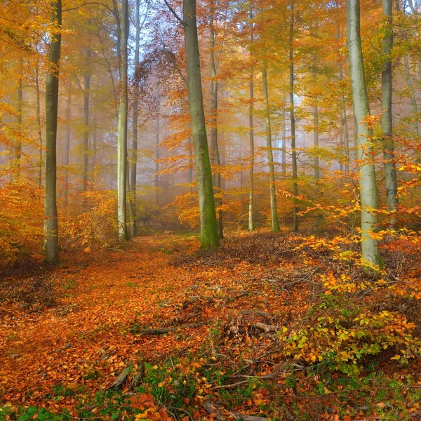 Mysterious Morning Fog Beautiful Beech Tree Forest Autumn Trees Yellow — Stock Photo, Image