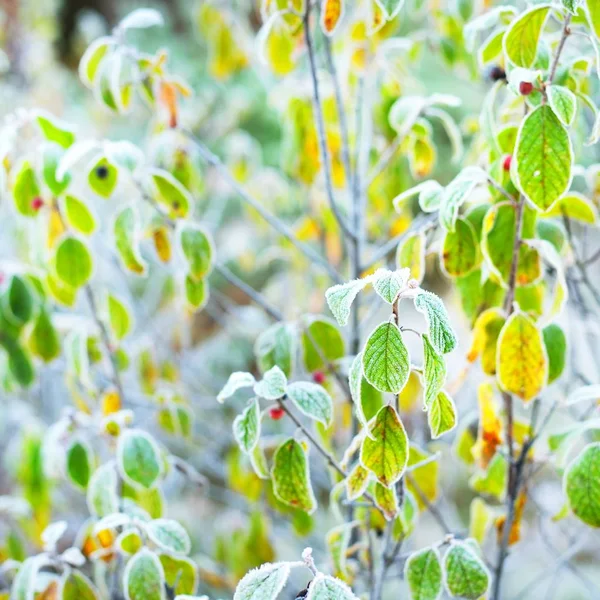 Impianti Congelati Inverno Con Rime Loro — Foto Stock