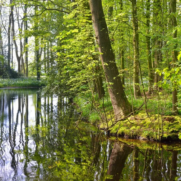 Pequeño Tranquilo Canal Rodeado Verdes Arbustos Primavera Holanda —  Fotos de Stock