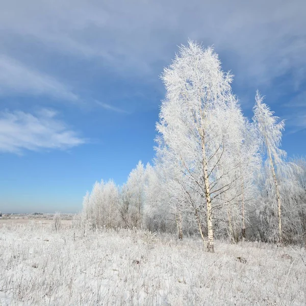 Birkenwald Mit Schnee Und Reif Bedeckt Winter Blick Auf Die — Stockfoto