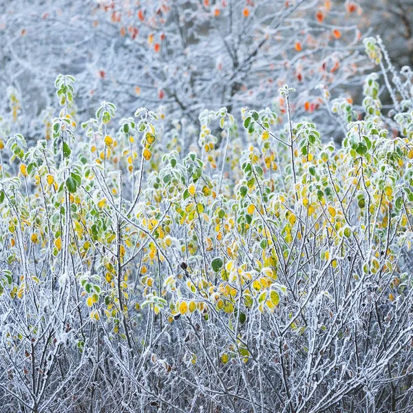 Trädgrenar Täckta Med Rimfrost Vinter Skog — Stockfoto