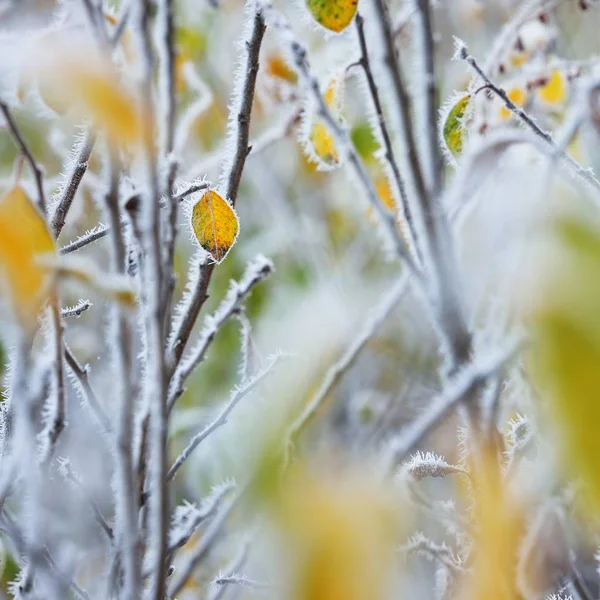 Närbild Frostat Bladen Hösten Morgon — Stockfoto