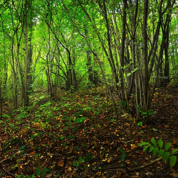 Forêt Décidue Début Automne Lettonie — Photo