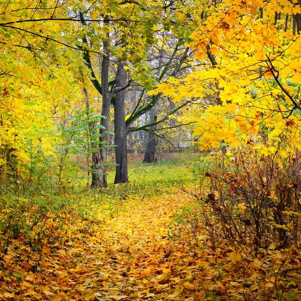 Ruelle Automne Dans Vieux Parc Riga Lettonie — Photo