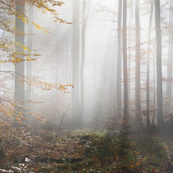 Таинственный Утренний Туман Красивом Лесу Буковых Деревьев Осенние Деревья Желтой — стоковое фото