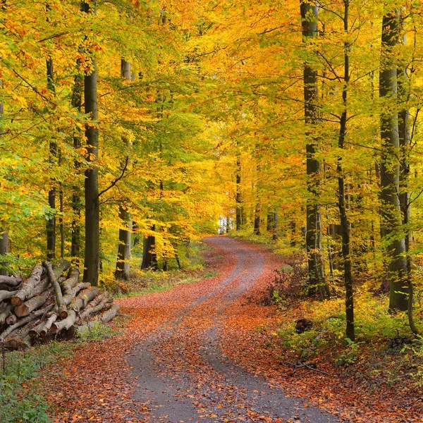 Доріжки Красиві Осінні Бук Дерева Лісі Недалеко Гейдельберг Німеччина — стокове фото
