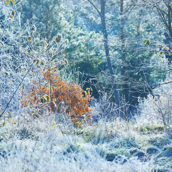 Vista Panorámica Árboles Esmerilados Hierba Invierno —  Fotos de Stock