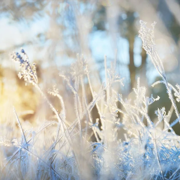 Close View Frosted Grass Sunlight — Stock Photo, Image