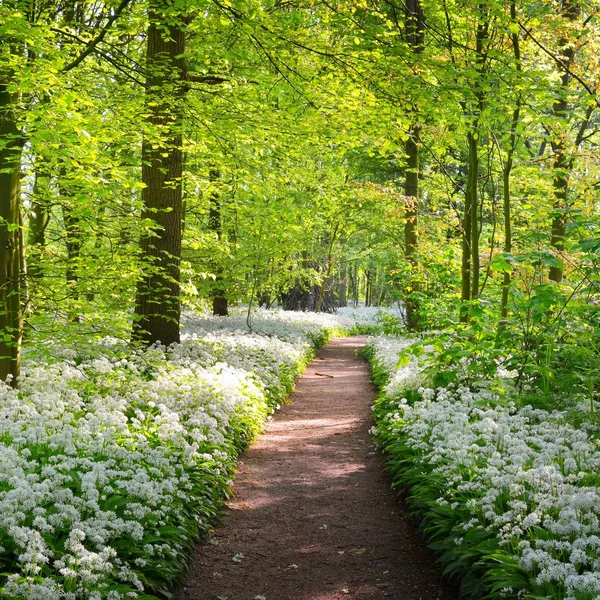 森の公園を通る道 野生のニンニク アリウムウルシヌム を開花させます オランダ ライデンのストッケムヒーブ 絵のようなパノラマの春のシーン 旅行先 生態系 — ストック写真