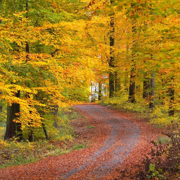 Chodnik Piękny Jesienny Las Drzewo Bukowe Pobliżu Heidelberg Niemcy — Zdjęcie stockowe