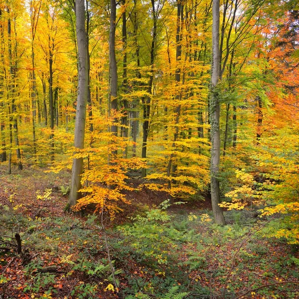 Schöner Buchenwald Herbst Mit Gelb Orangefarbenem Laub Heidelberg — Stockfoto