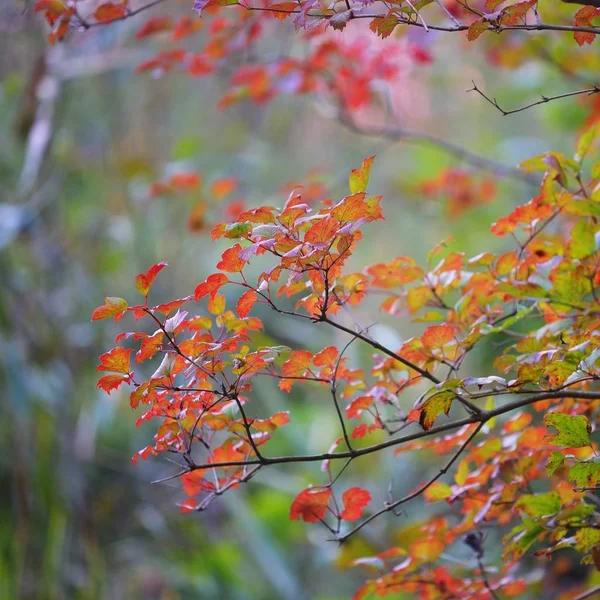 Hojas Rojas Ramas Árboles Bosque Otoñal — Foto de Stock