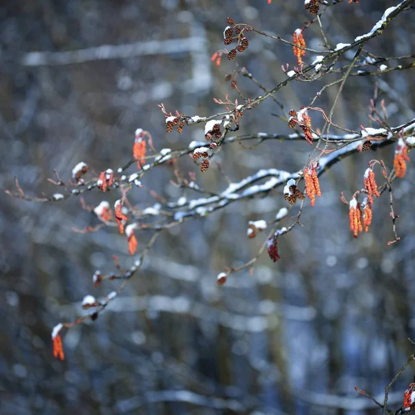 雪覆盖着的树分支 — 图库照片
